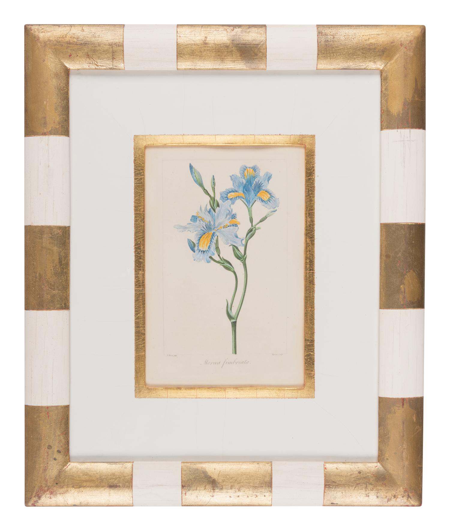 Three Botanical Hand-Colored Engravings after Pancrace Bessa (French, 1772-1846)