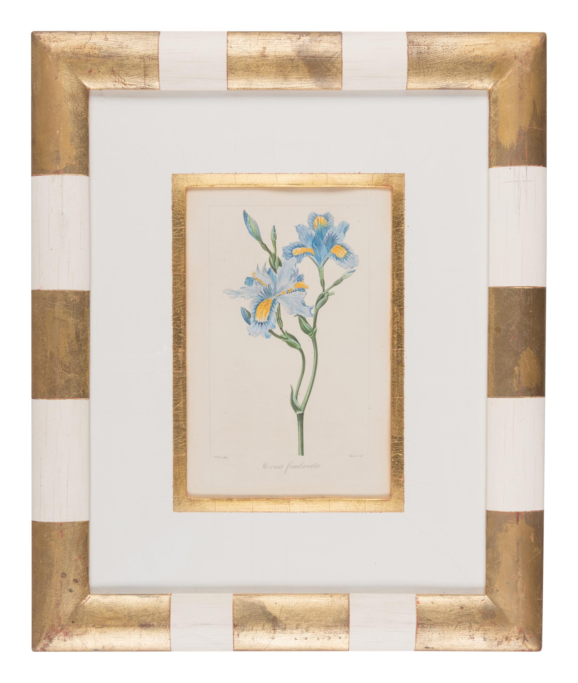 Three Botanical Hand-Colored Engravings after Pancrace Bessa (French, 1772-1846)