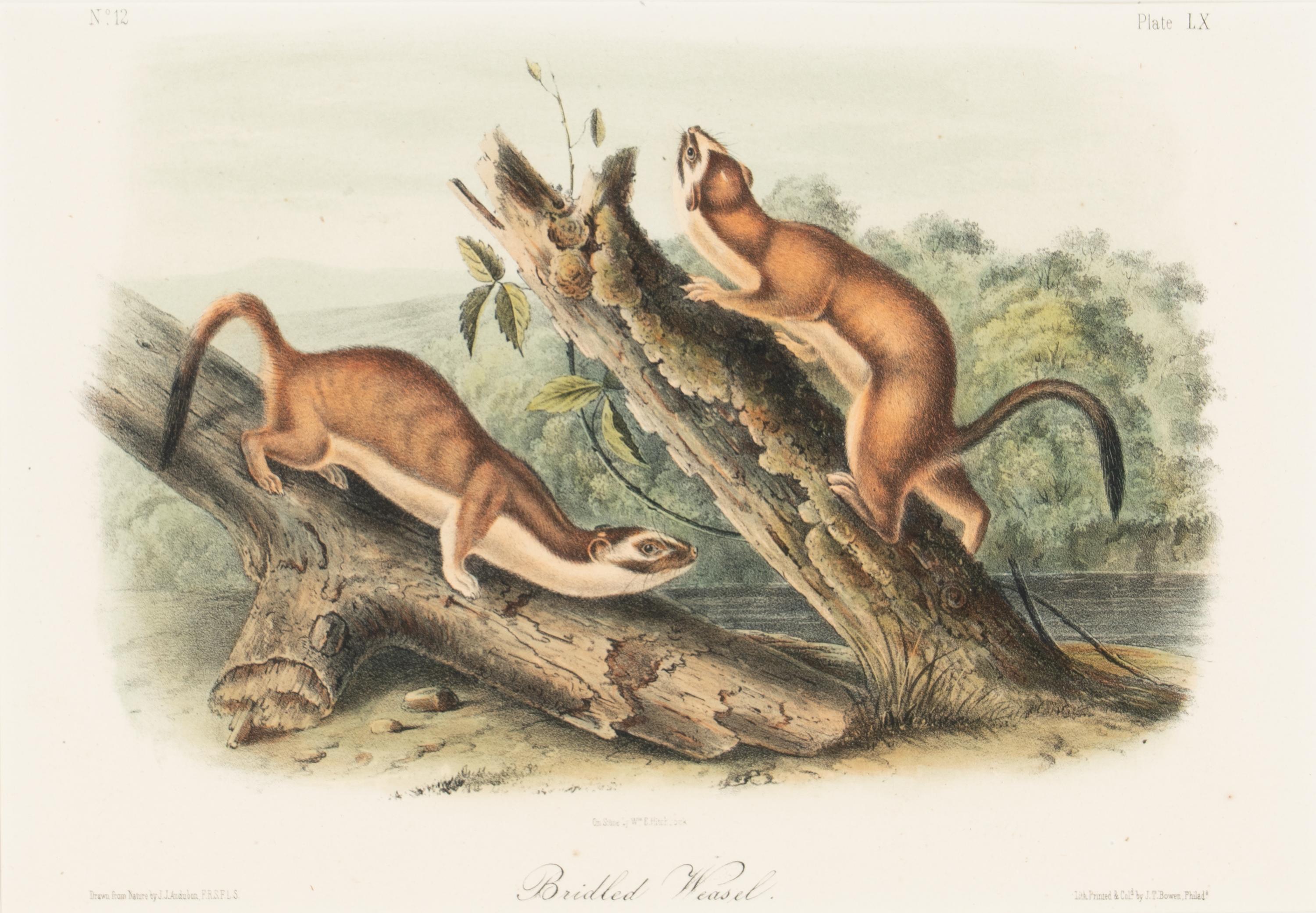 [Prints] Audubon, John James Group of 6 Lithographs from the Quadrupeds of America