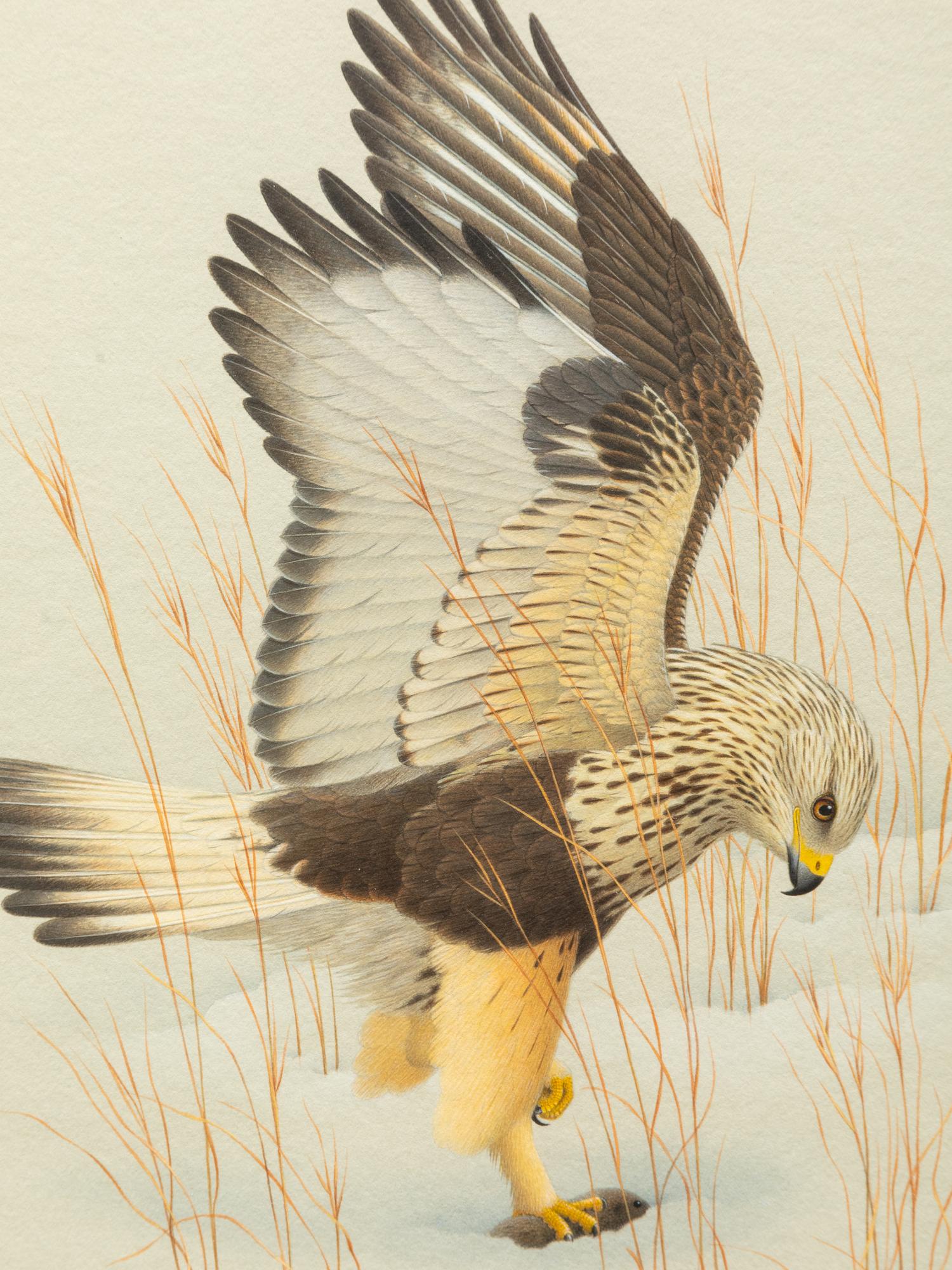 Group of Nine Works, American Bird Series, 1988