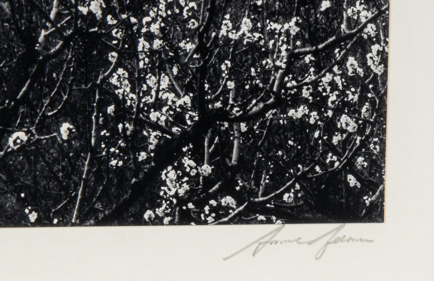Ansel Adams (1902–1984) Orchard, Early Spring, Portola Valley, California, c. 1953