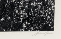 Ansel Adams (1902–1984) Orchard, Early Spring, Portola Valley, California, c. 1953