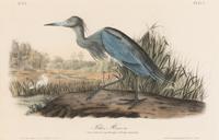 [Natural History] Audubon, John James. Group of 10 prints from the octavo "Birds of America"