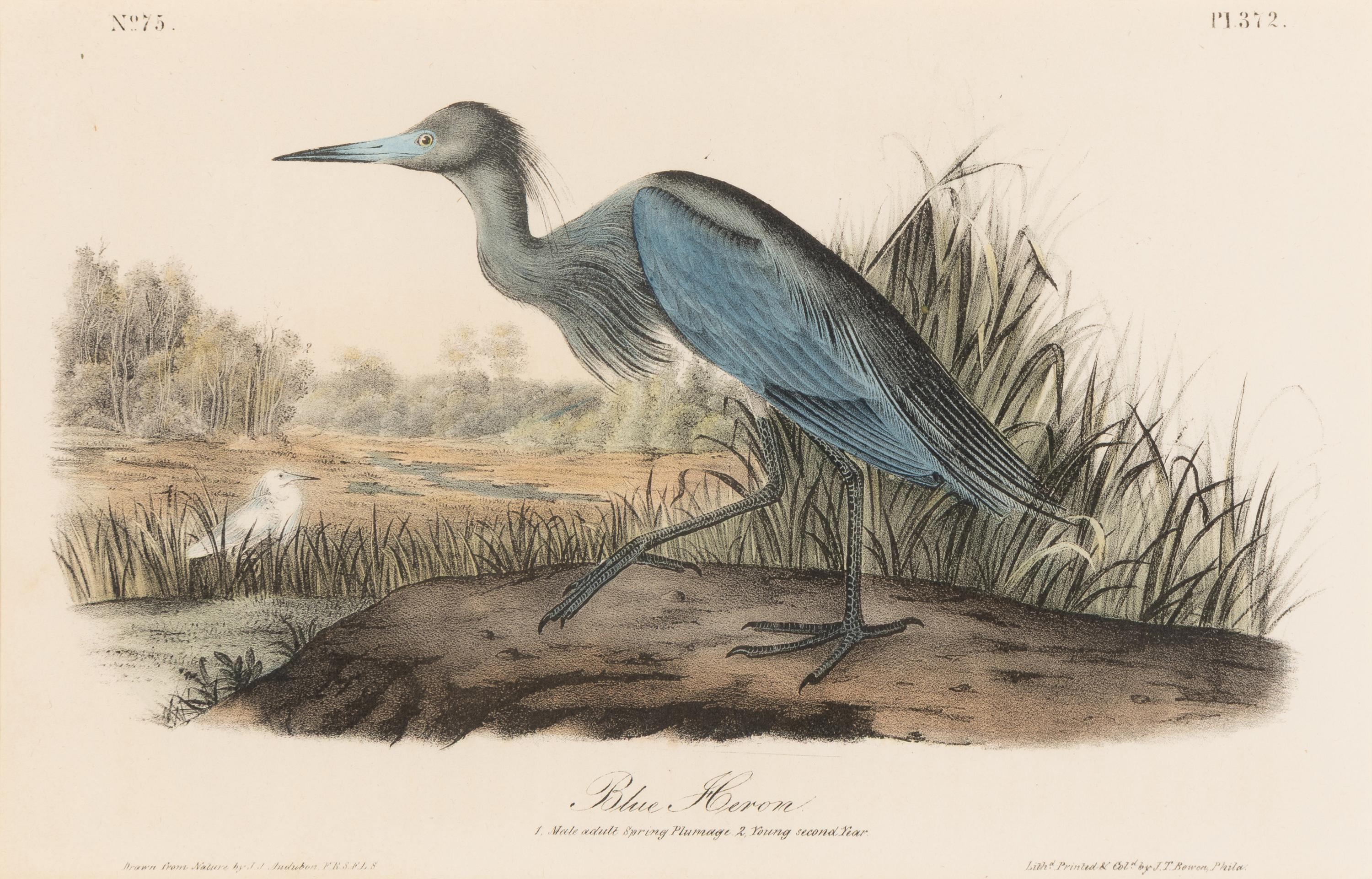 [Natural History] Audubon, John James. Group of 10 prints from the octavo "Birds of America"