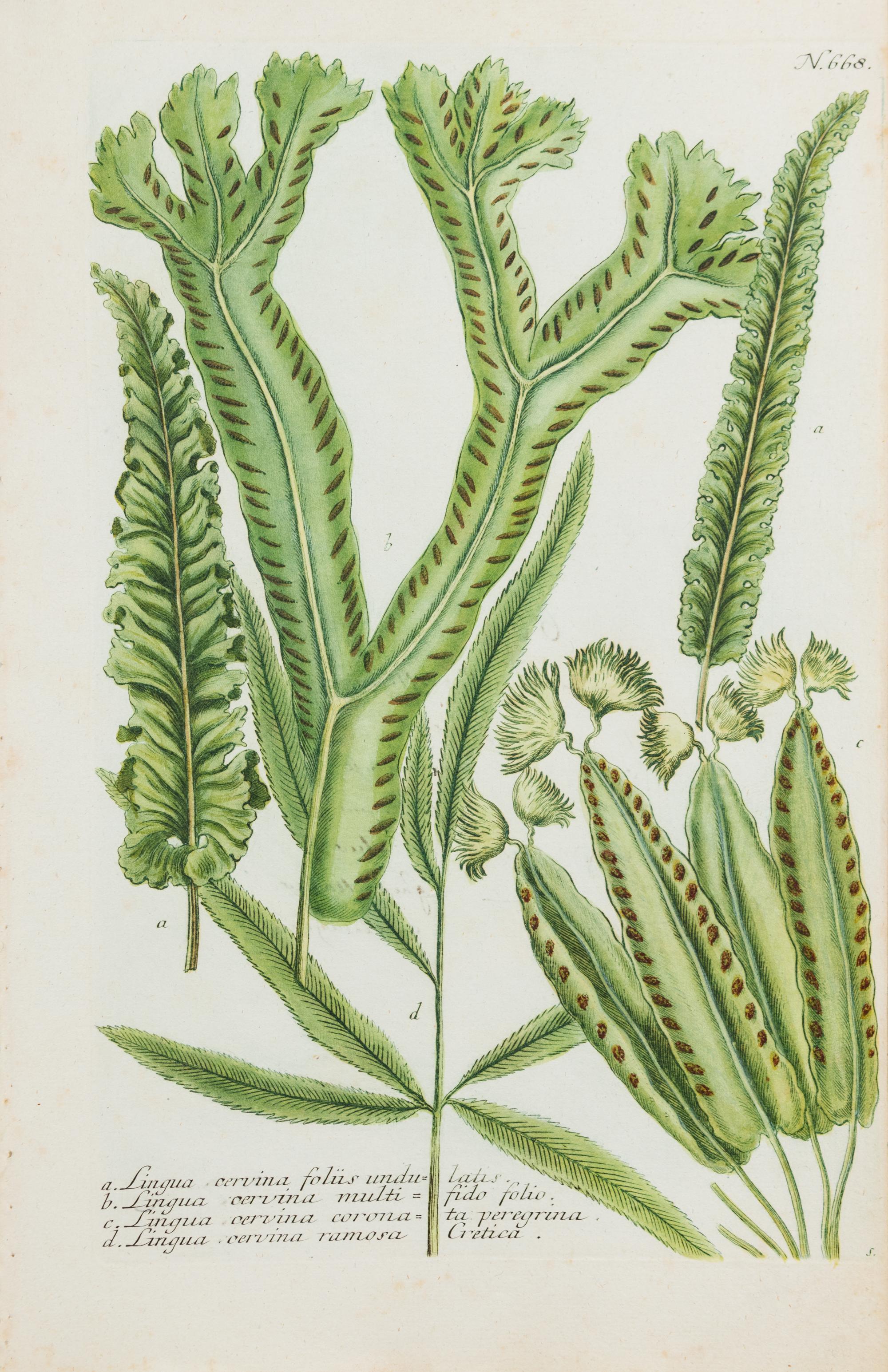 A Group of Six Hand-Colored Botanical Engravings from Johann Weinmann's Phytanthoza Iconographia — CIRCA 1740