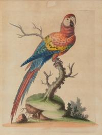A Set of Twelve Hand-Colored Engravings of Parrots from A Natural History of Uncommon Birds by George Edwards (English, 1694-1773)