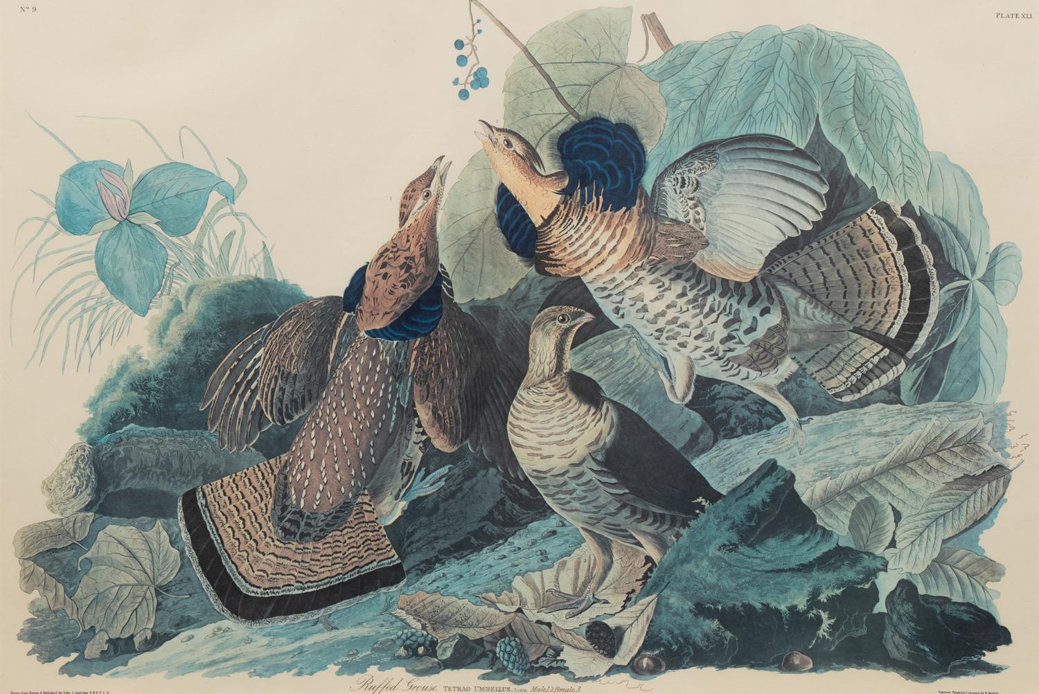 After John James Audubon (American, 1785-1851)