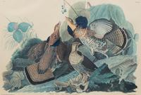 After John James Audubon (American, 1785-1851)