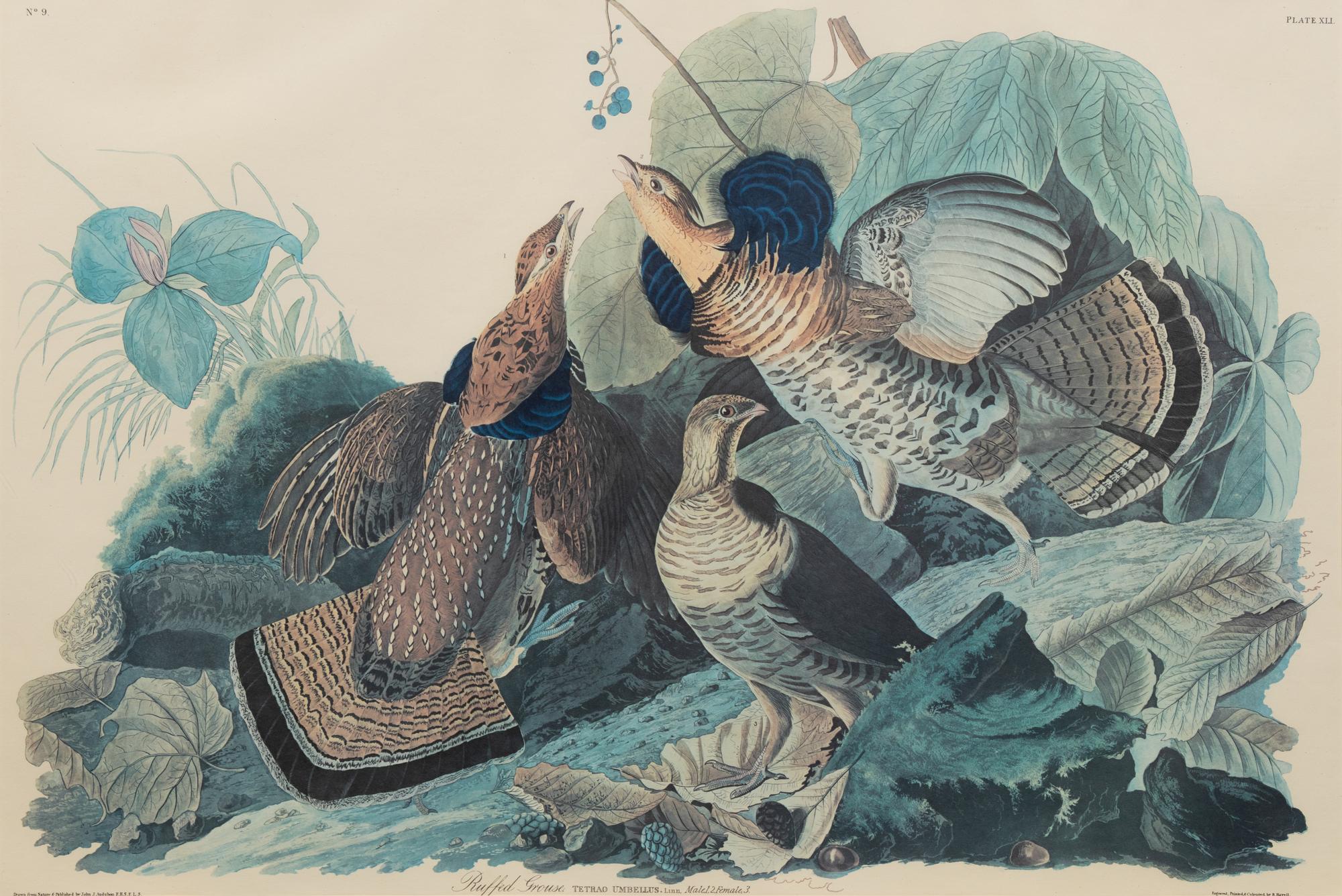 After John James Audubon (American, 1785-1851)