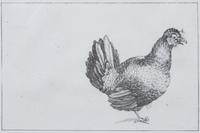 A Set of Two Lithographs of Fowl Each: 8 3/4 x 11 1/2 inches.