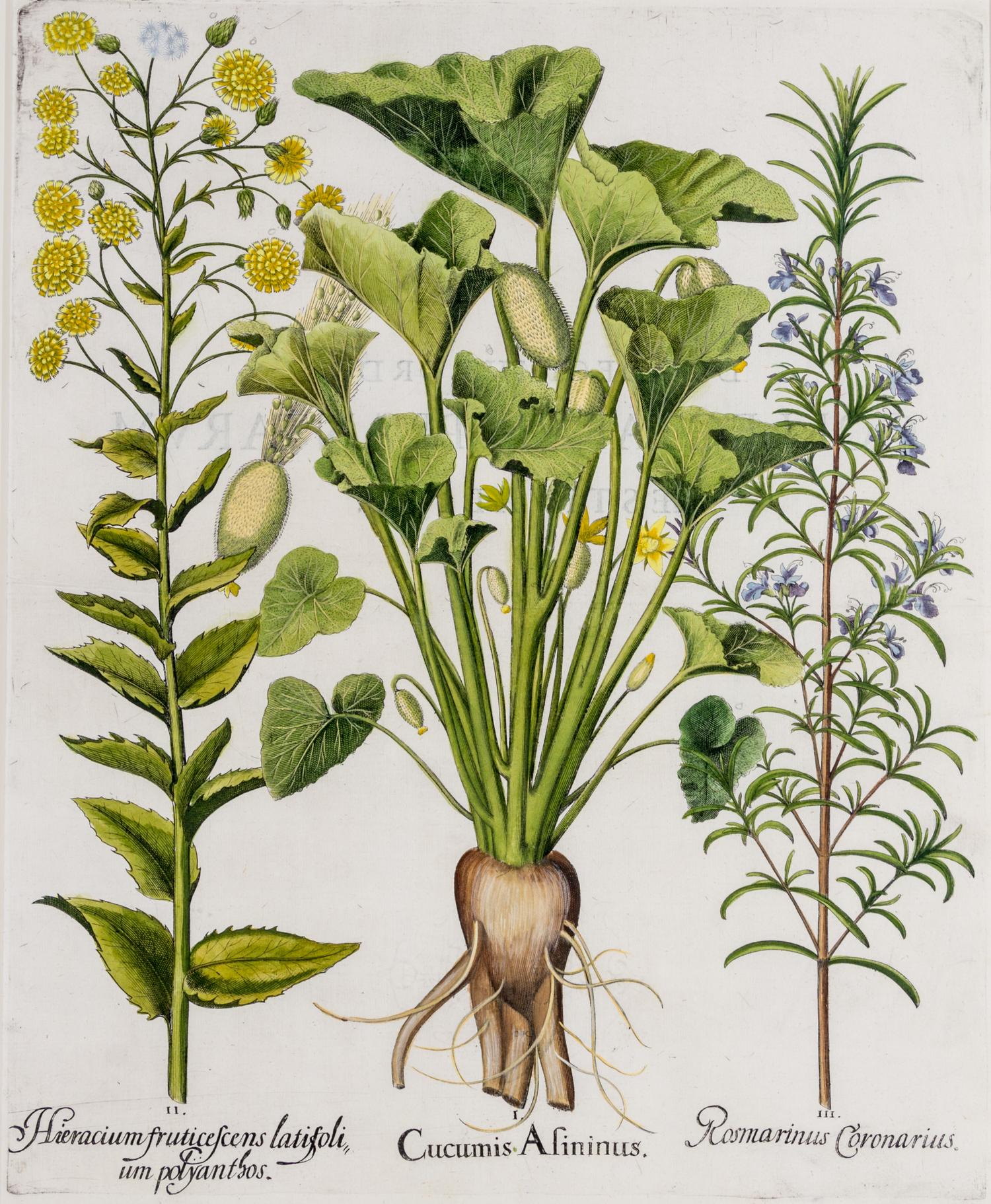 (BESLER, BASILIUS, after) Two hand-colored engravings from Hortus Eystettensis. (Eichstatt Nuremberg, 1613). Watermark present on both.