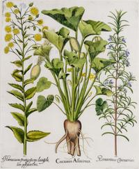 (BESLER, BASILIUS, after) Two hand-colored engravings from Hortus Eystettensis. (Eichstatt Nuremberg, 1613). Watermark present on both.