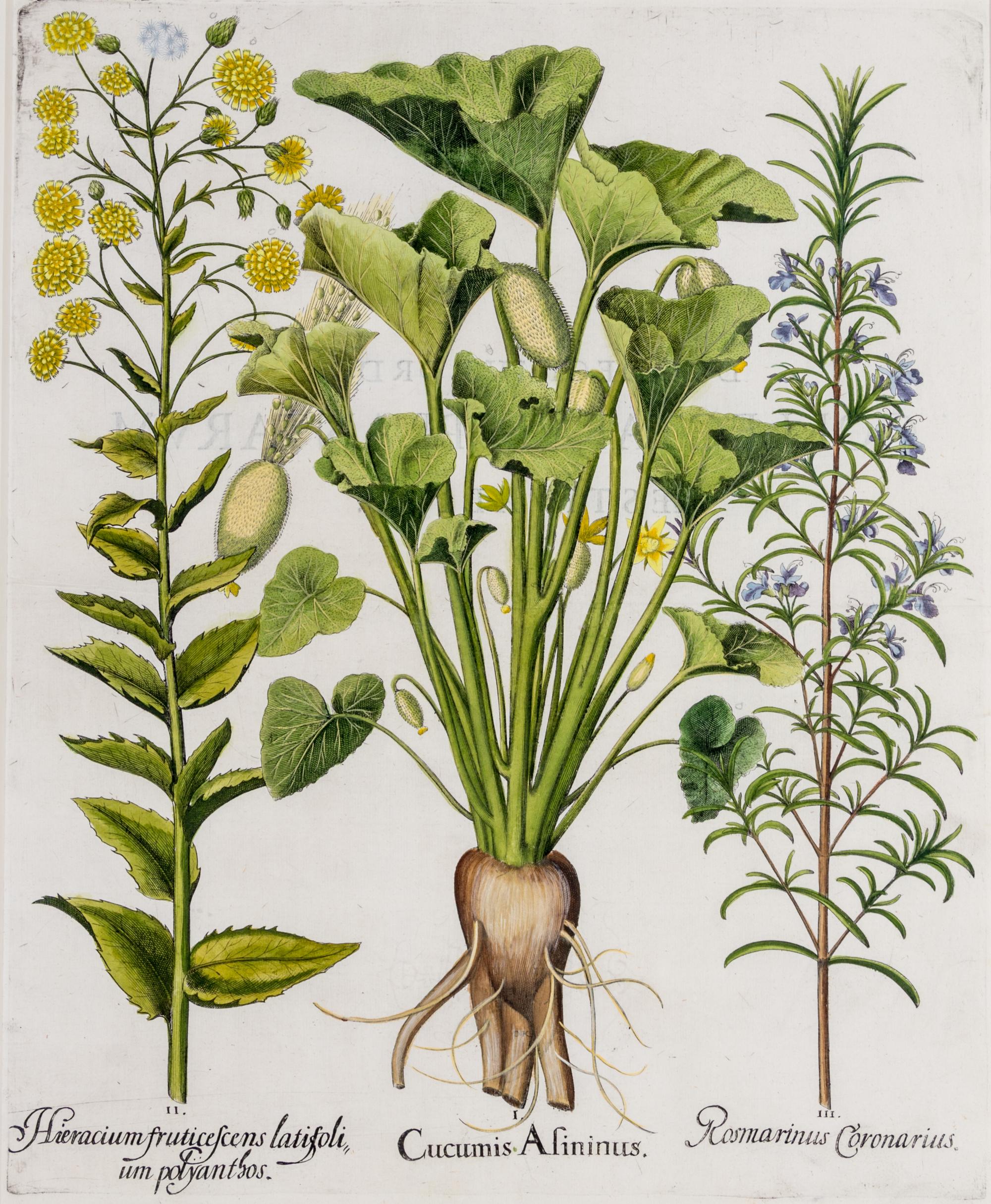 (BESLER, BASILIUS, after) Two hand-colored engravings from Hortus Eystettensis. (Eichstatt Nuremberg, 1613). Watermark present on both.