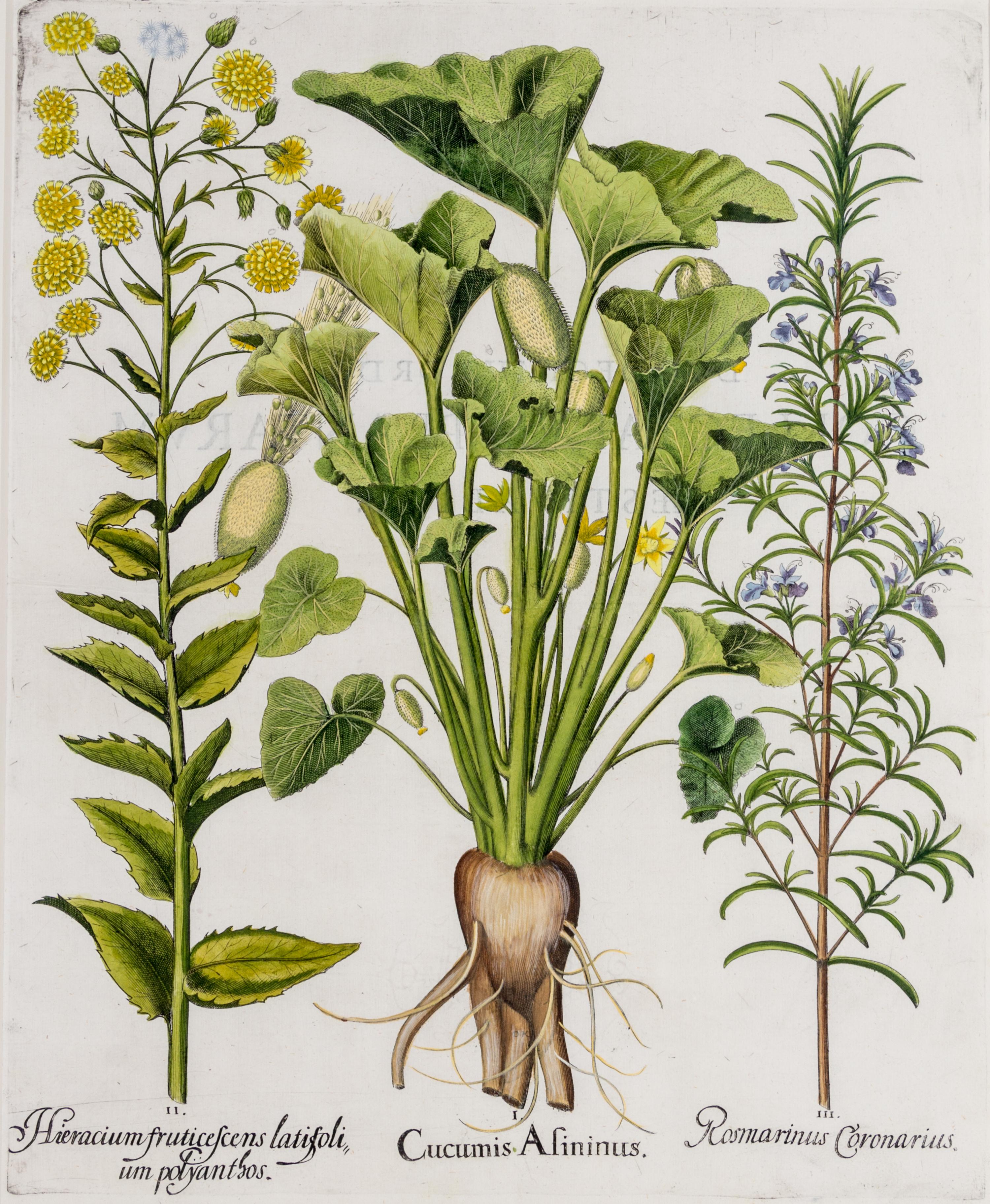 (BESLER, BASILIUS, after) Two hand-colored engravings from Hortus Eystettensis. (Eichstatt Nuremberg, 1613). Watermark present on both.