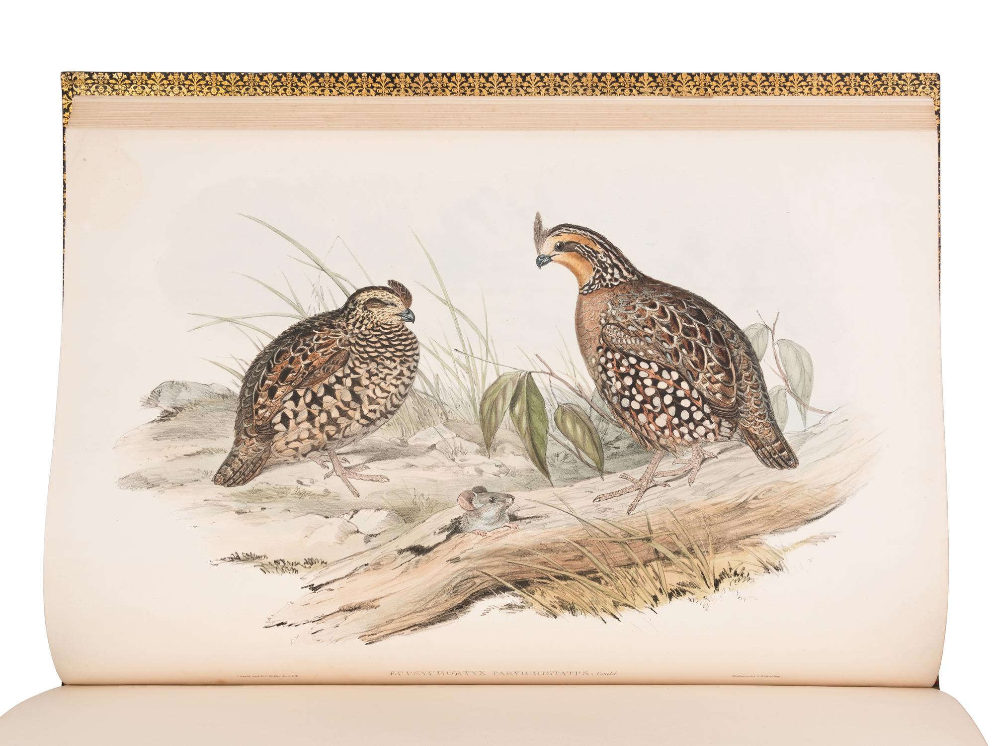 [NATURAL HISTORY]. GOULD, John (1804-1881). A Monograph of the Odontophorinae, or Partridges of America . London: Richard and John E. Taylor for the Author, [1844]-1850.