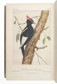 CASSIN, John (1813-1869). Illustrations of the Birds of California, Texas, Oregon, British and Russian America. Philadelphia: J.B. Lippincott & Co., 1853-1856.