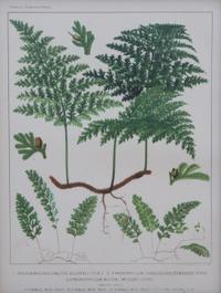 A Collection of Six Chromolithographs Largest 11 1/2 x 9 1/4 inches.