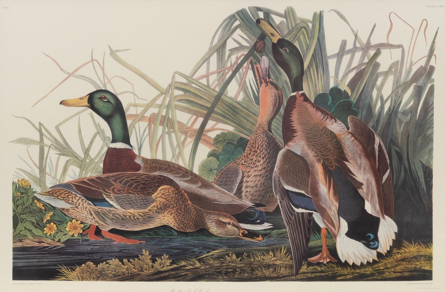 After John James Audubon (American, 1785-1851)