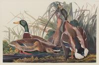After John James Audubon (American, 1785-1851)