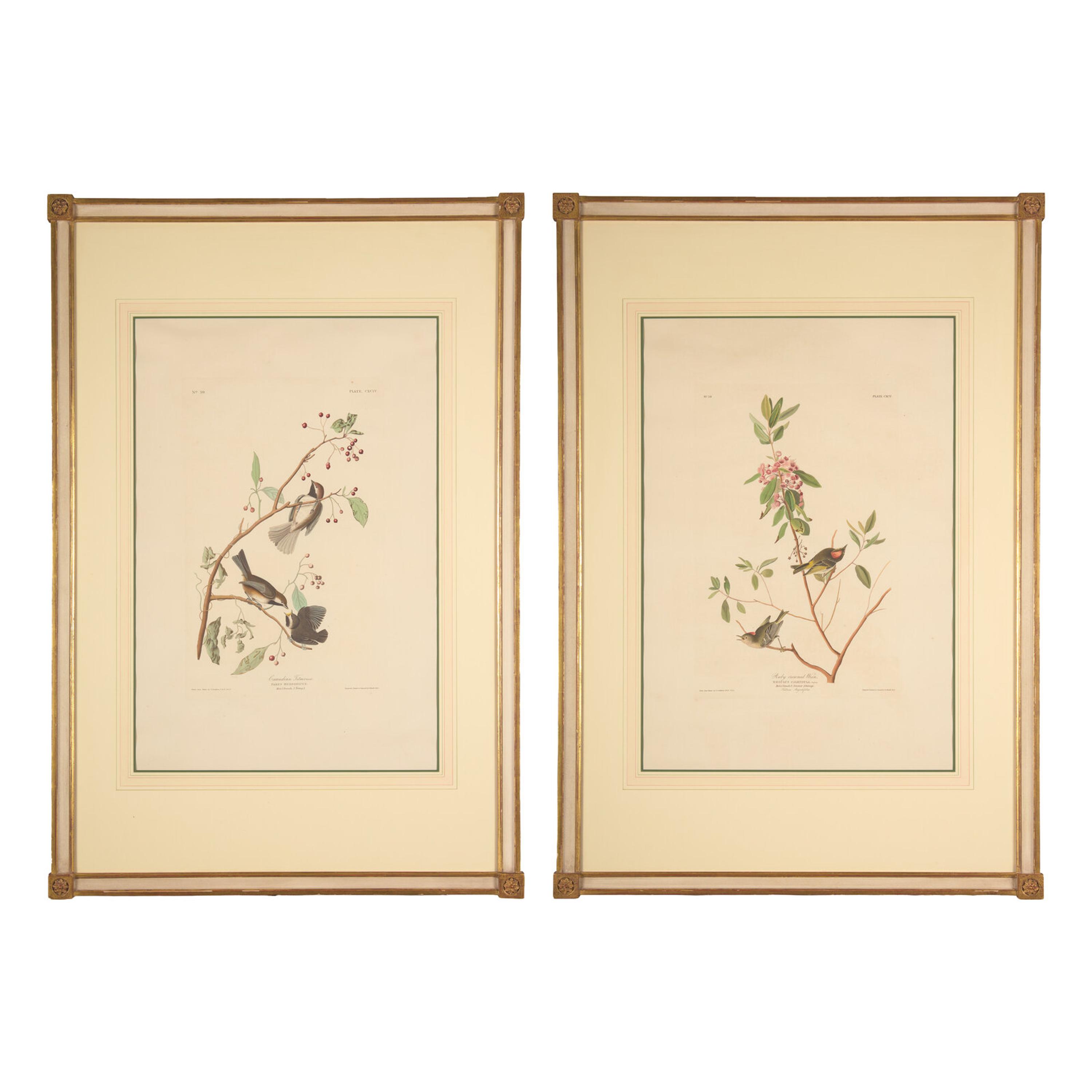 [Natural History] Audubon, John James. Group of 2 Prints