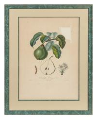 A Set of Six Botanical Prints 19 x 12 1/2 inches. — 19TH CENTURY