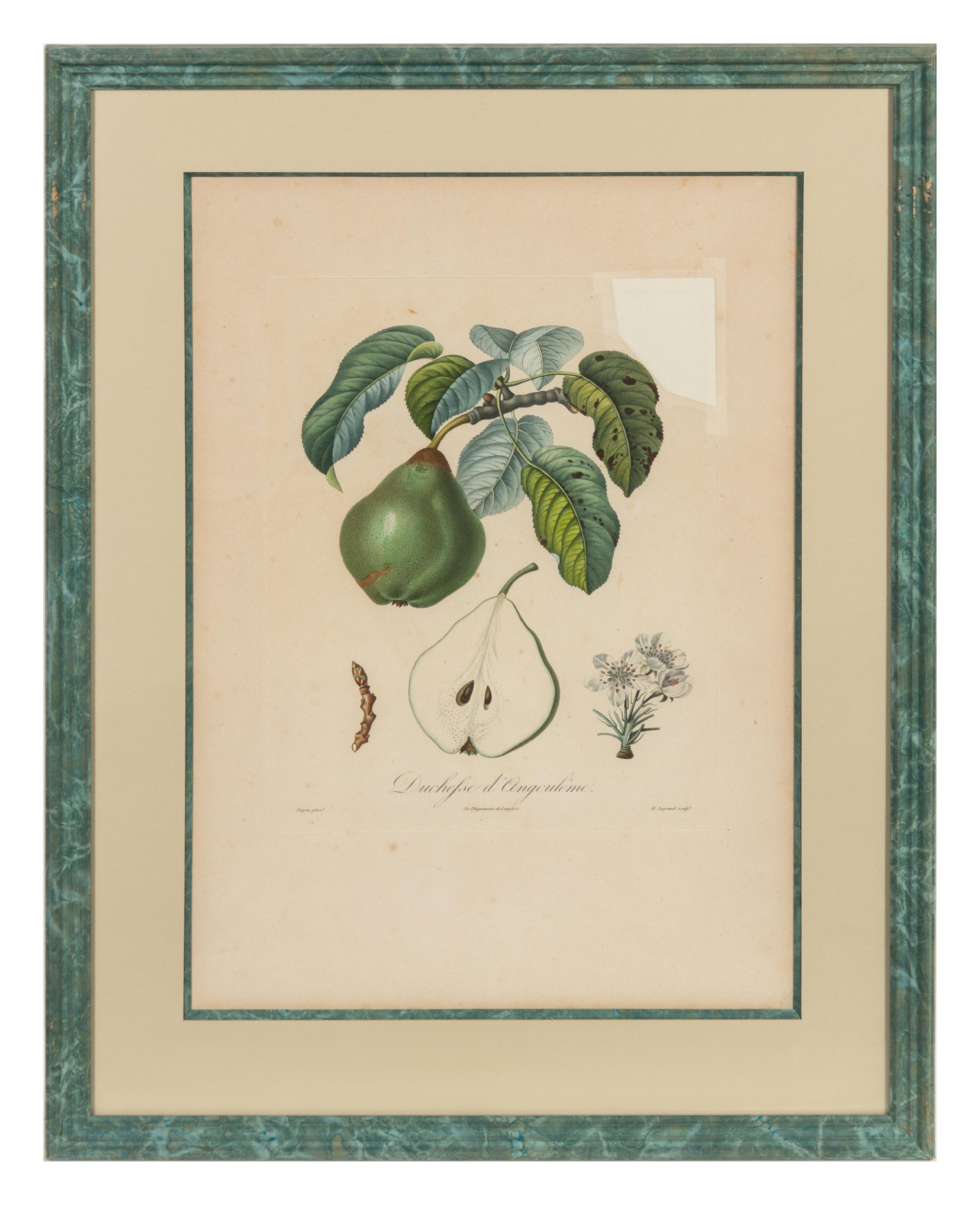 A Set of Six Botanical Prints 19 x 12 1/2 inches. — 19TH CENTURY