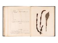 [SPECIMEN ALBUMS]. A group of albums with samples collected in the United States, comprising: