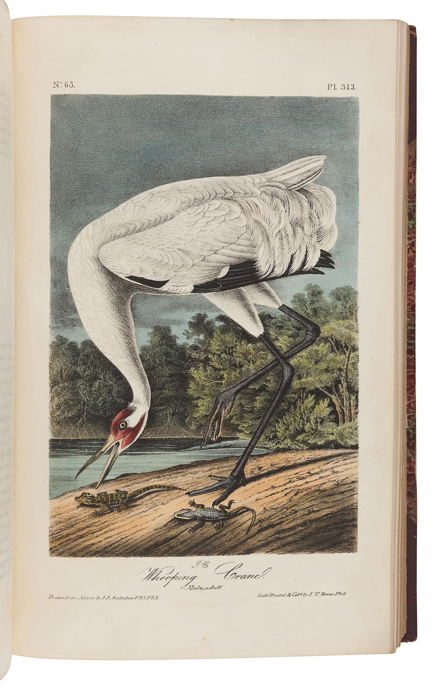 AUDUBON, John James (1785-1851). The Birds of America, from Drawings Made in the United States and their Territories . New York: J.J. Audubon; Philadelphia: J.B. Chevalier, [1839-] 1840-1844.