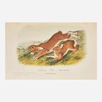 [Natural History] Audubon, John J., and Rev. John Bachman The Quadrupeds of North America