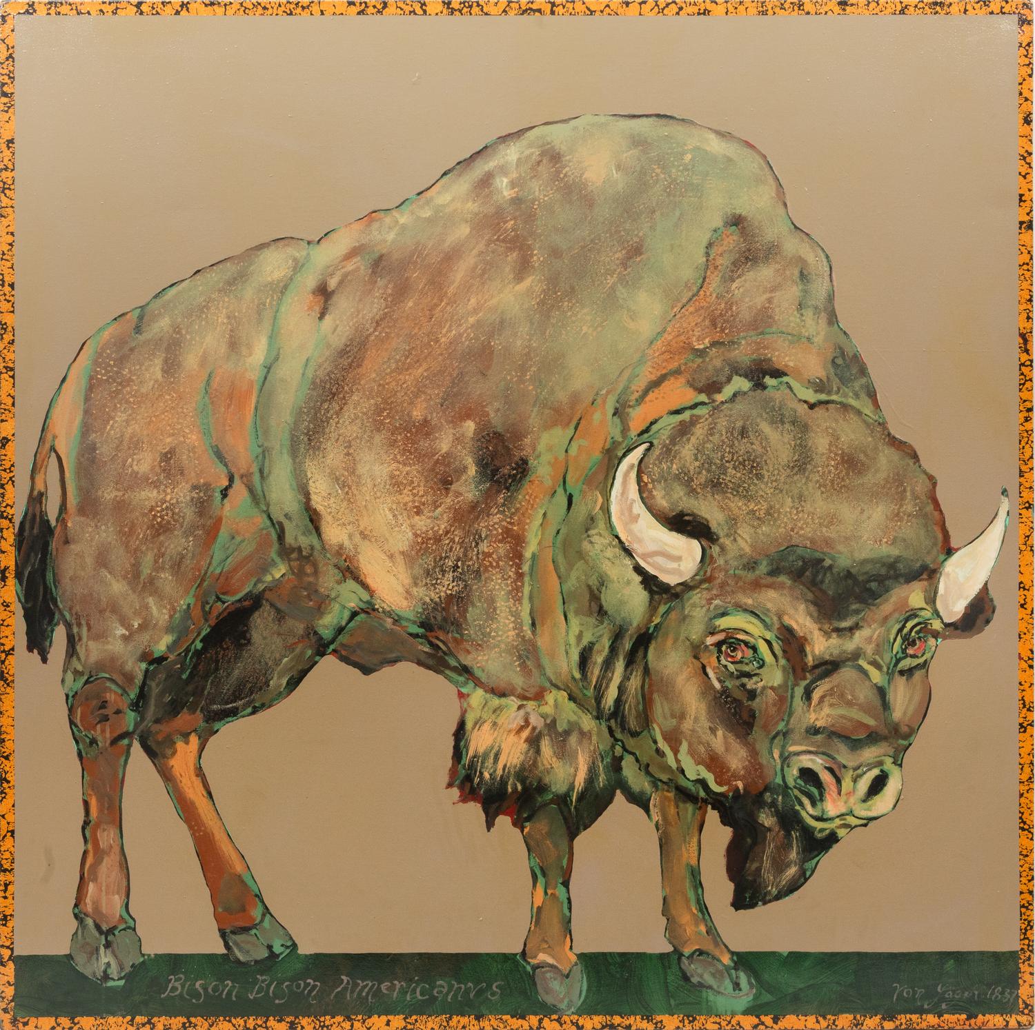 Bison Bison Americanvs, 1995