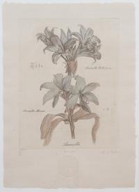 Three Botanical Engraving Reproductions Height 23 1/2 x width 16 1/2 inches. — 20TH CENTURY
