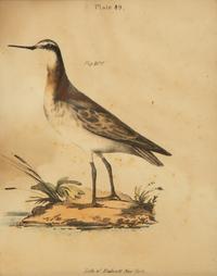 A Group of Eight Framed Ornithological Prints — 19TH/20TH CENTURY