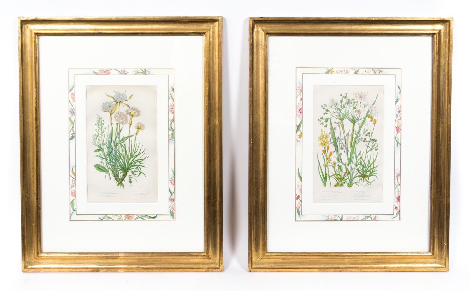 Four Hand Colored Botanical Engravings Last 14 x 15 inches (in frame).