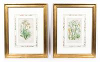 Four Hand Colored Botanical Engravings Last 14 x 15 inches (in frame).