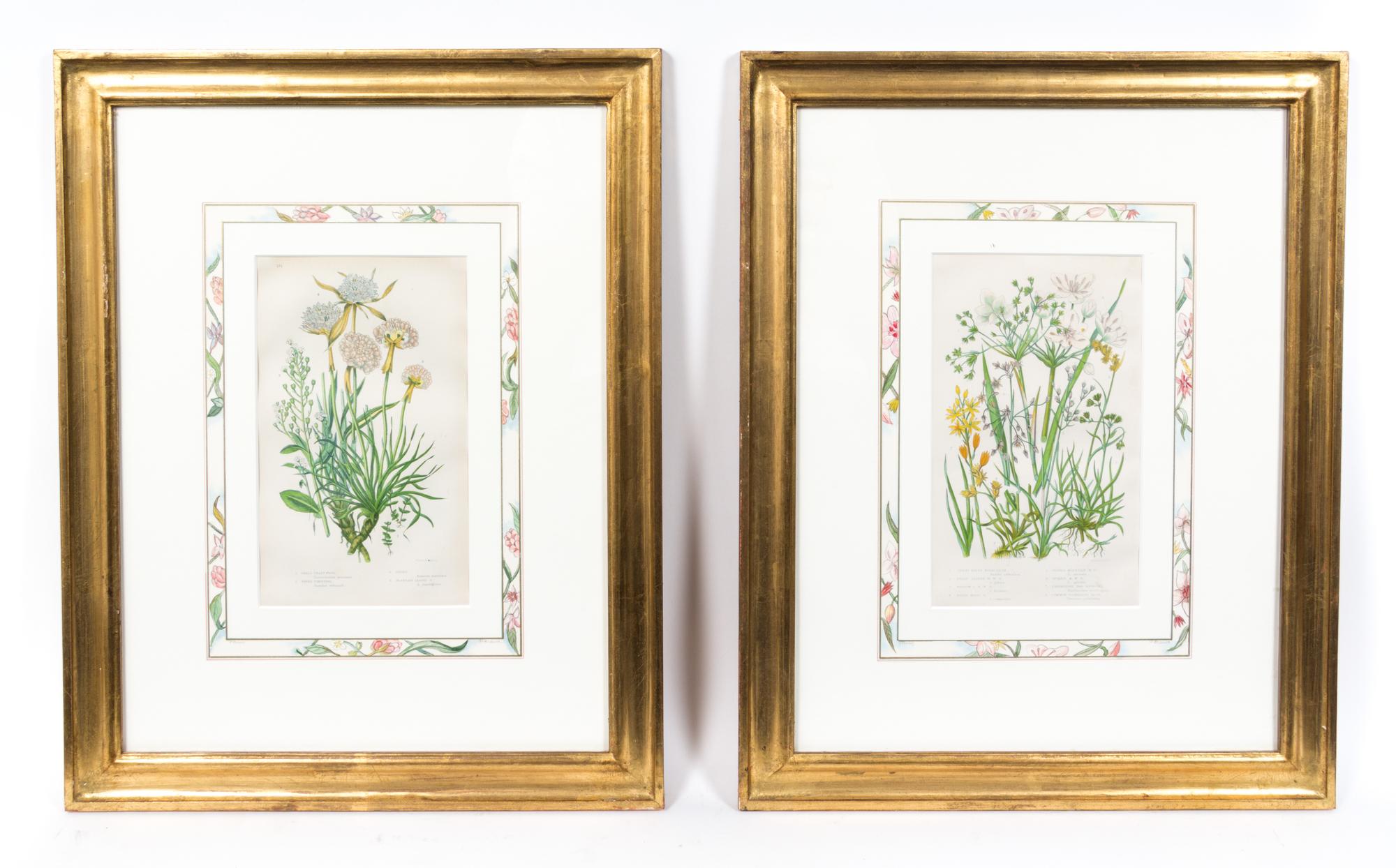 Four Hand Colored Botanical Engravings Last 14 x 15 inches (in frame).