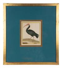 Four Bird Prints after Francoise Martinet's Histoire Naturelle Des Oiseaux — 20TH CENTURY