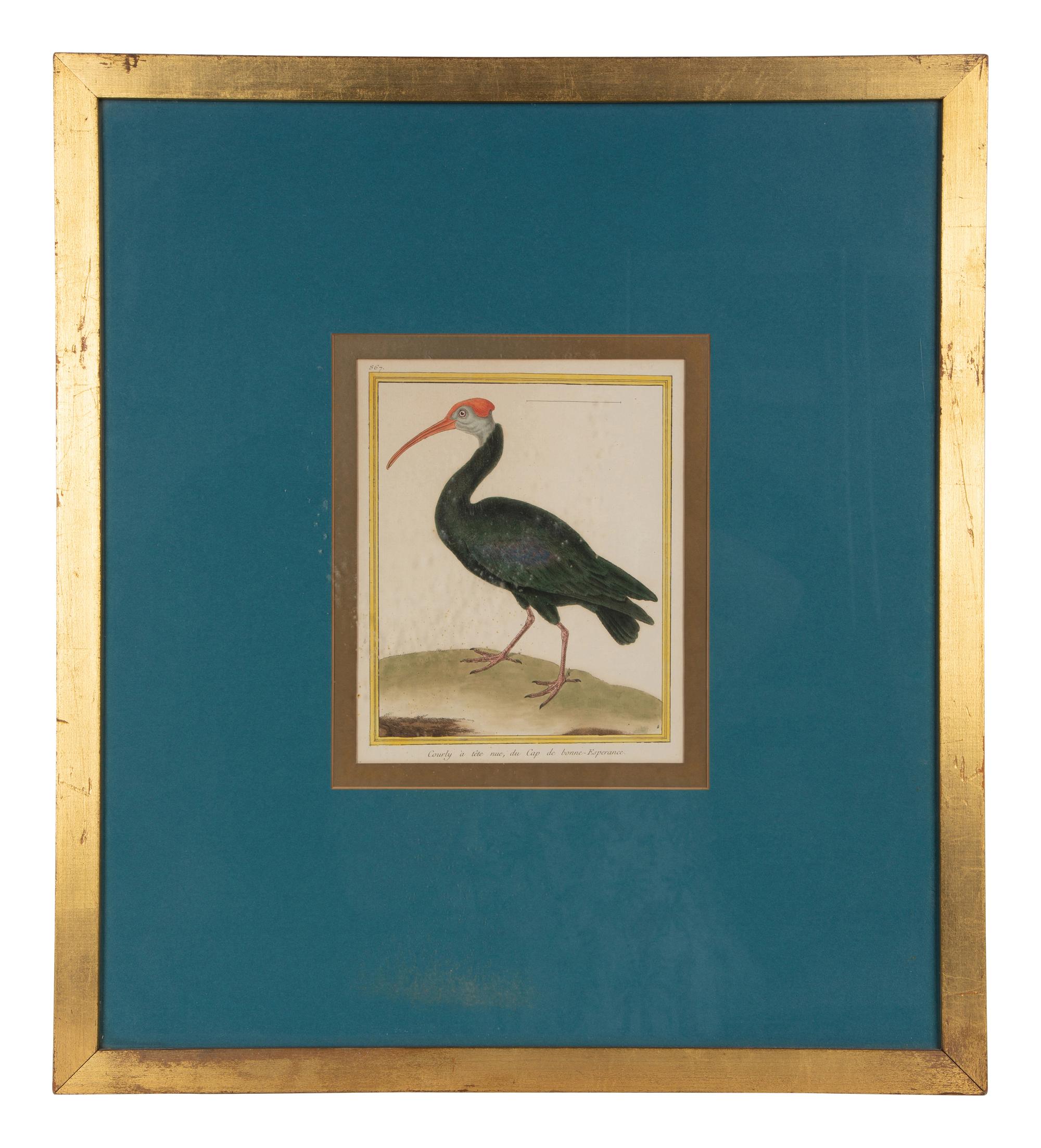 Four Bird Prints after Francoise Martinet's Histoire Naturelle Des Oiseaux — 20TH CENTURY