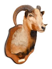 A Taxidermy Ram Shoulder Mount