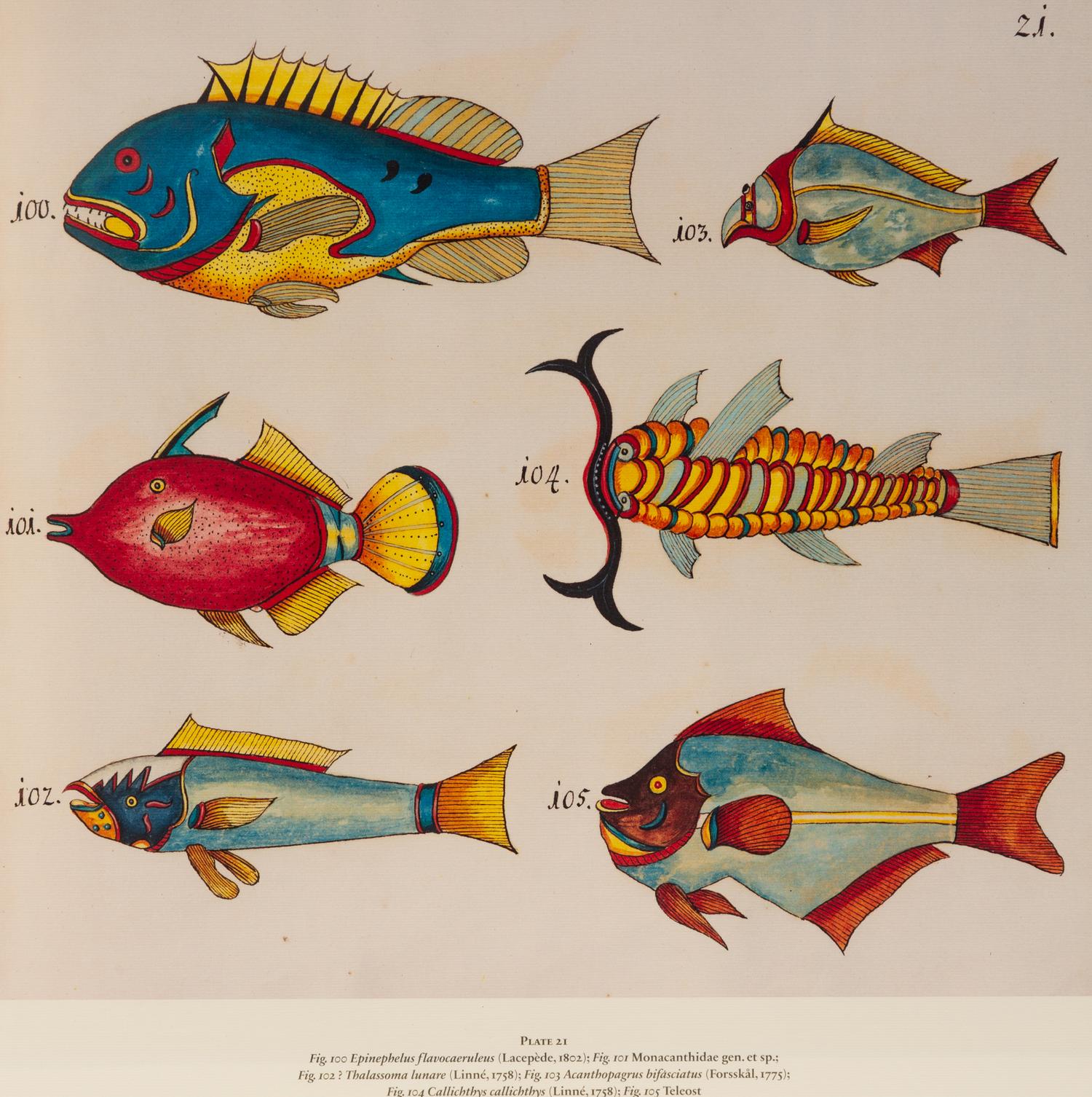 A Suite of Thirteen Framed Giclee Prints of Colorful Tropical Fish — 20TH/21ST CENTURY