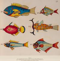 A Suite of Thirteen Framed Giclee Prints of Colorful Tropical Fish — 20TH/21ST CENTURY