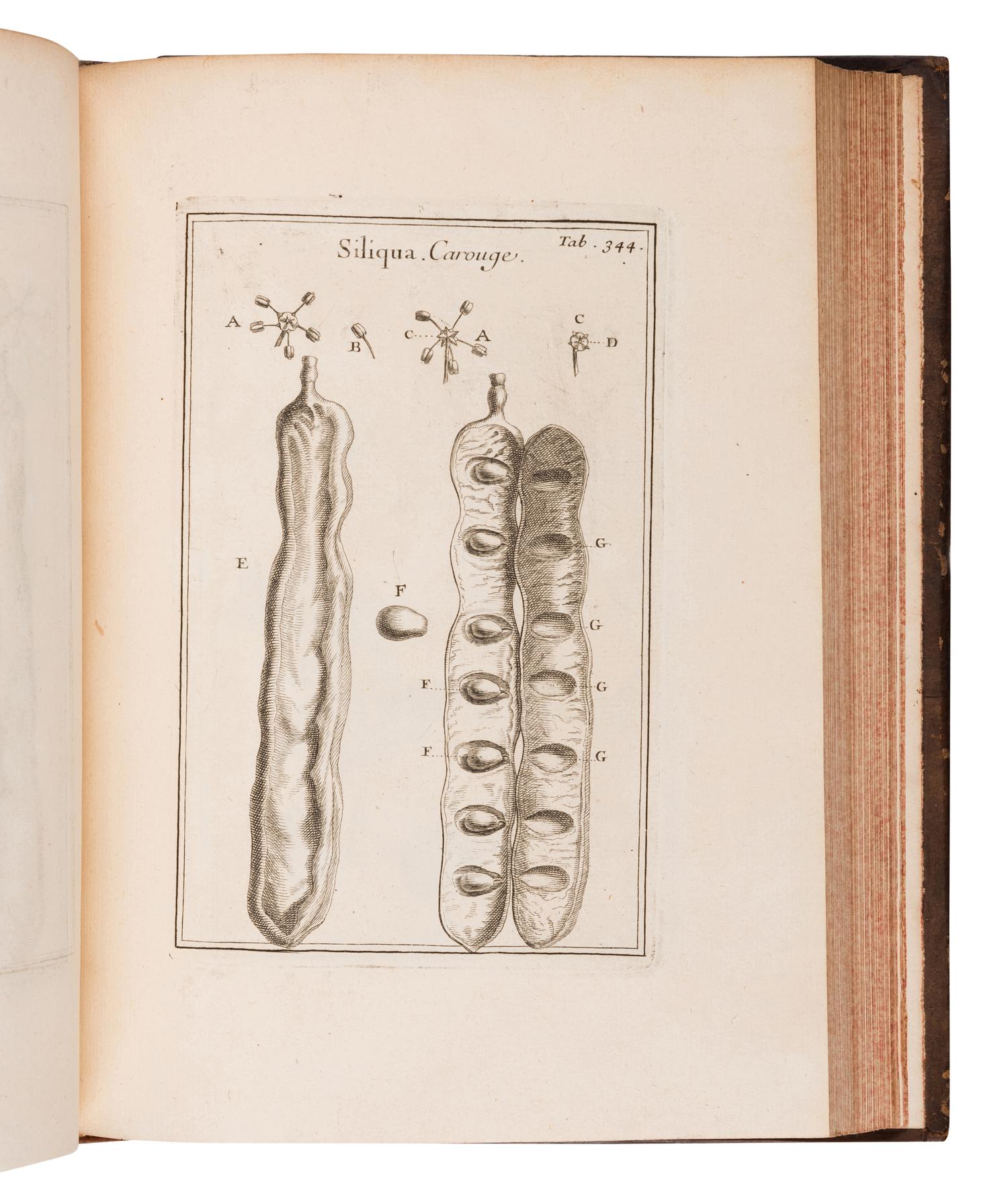 TOURNEFORT, Joseph Pitton de (1656-1708). Institutiones rei herbariae . Paris: Typographia Regia, 1700.