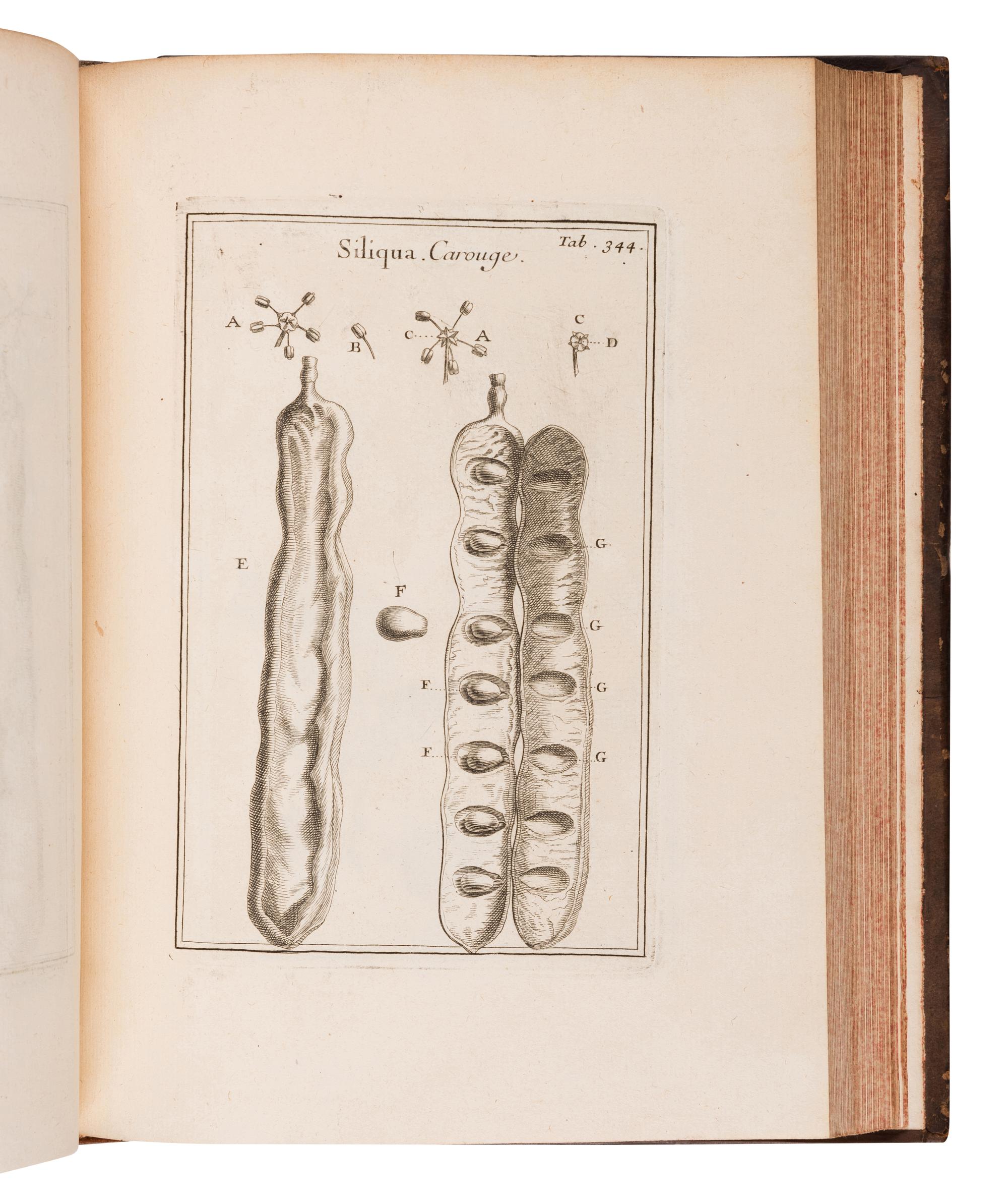 TOURNEFORT, Joseph Pitton de (1656-1708). Institutiones rei herbariae . Paris: Typographia Regia, 1700.