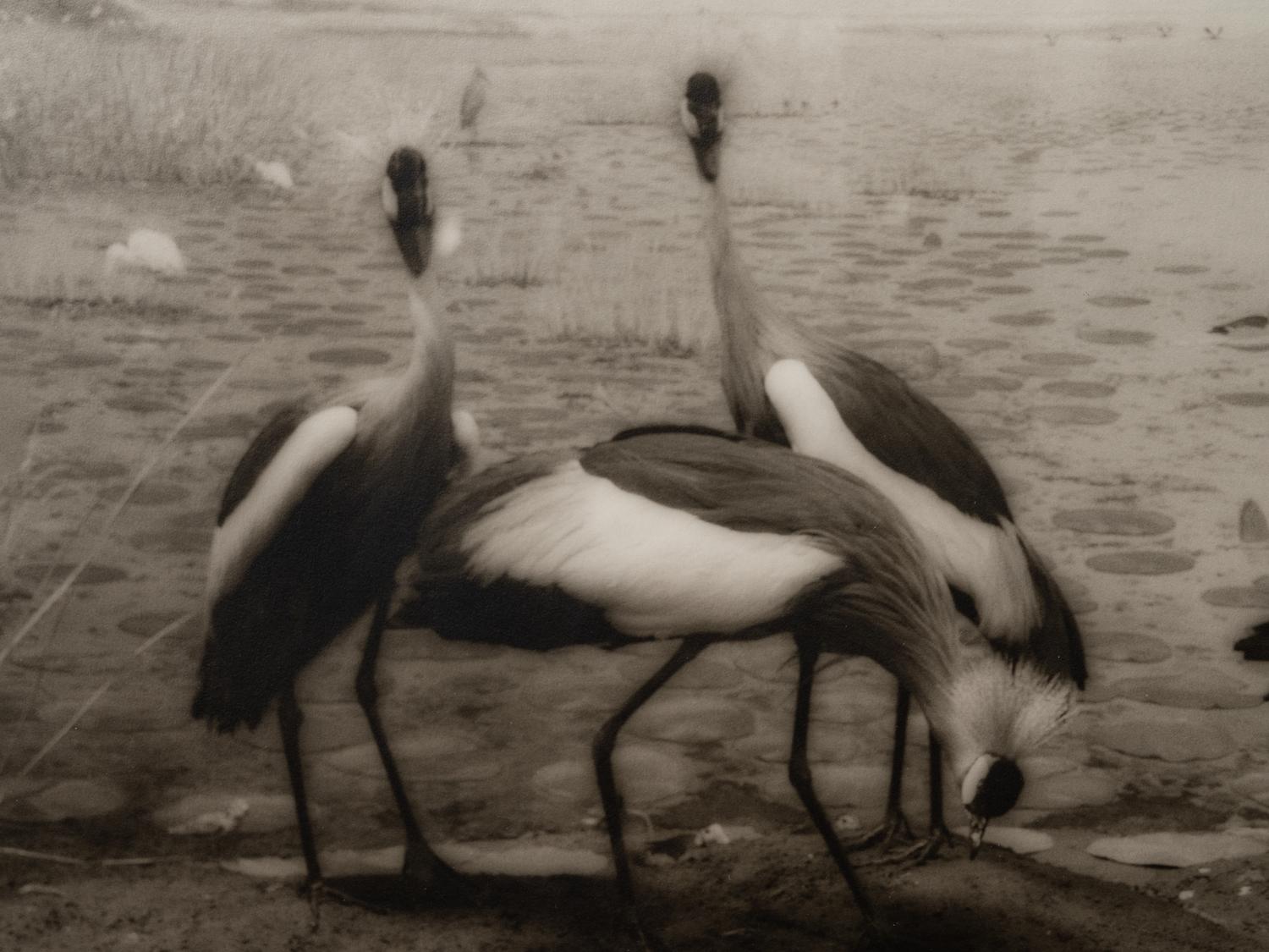 A group of six photographs from the Natural History series