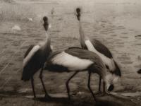 A group of six photographs from the Natural History series