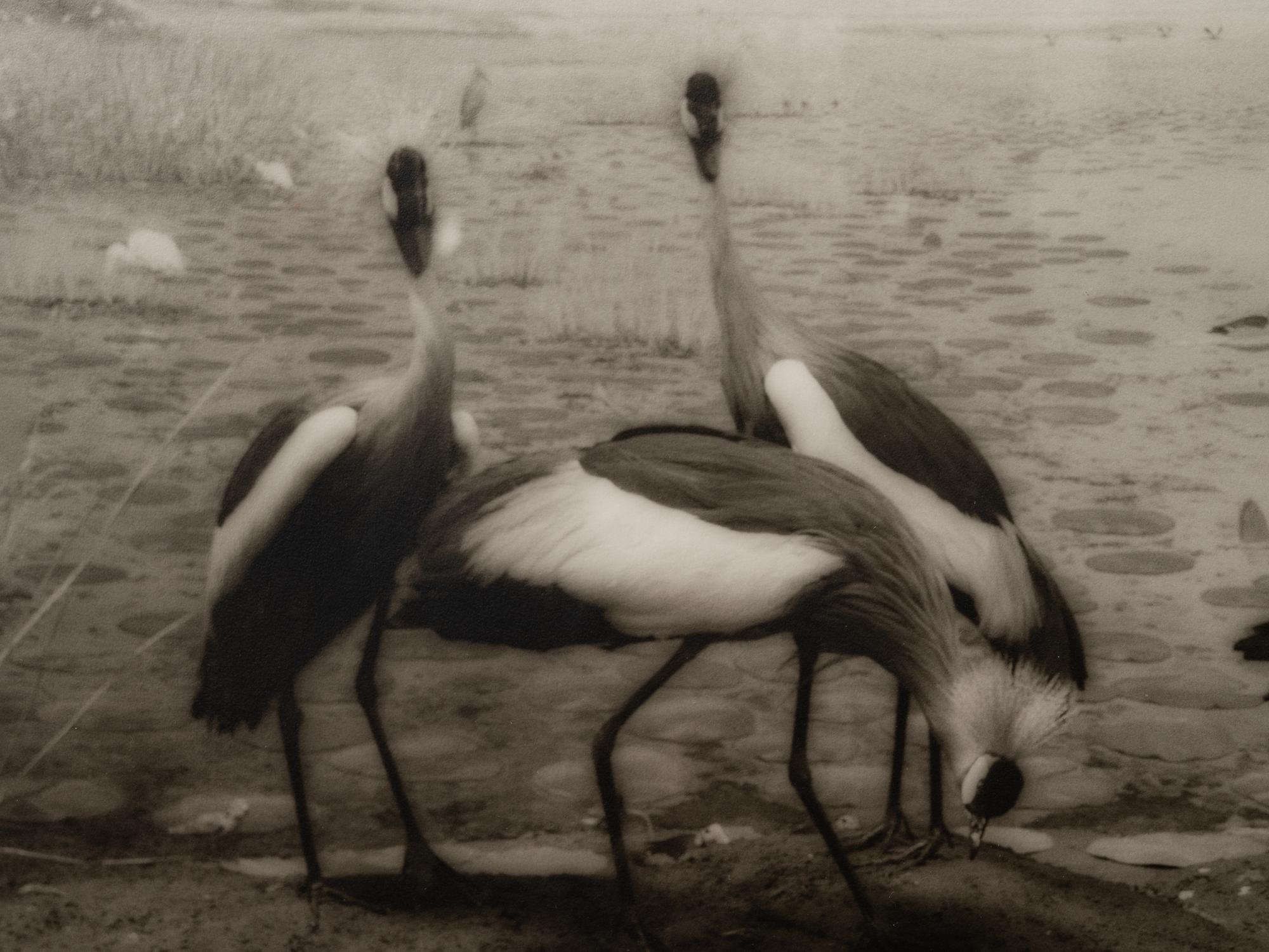 A group of six photographs from the Natural History series