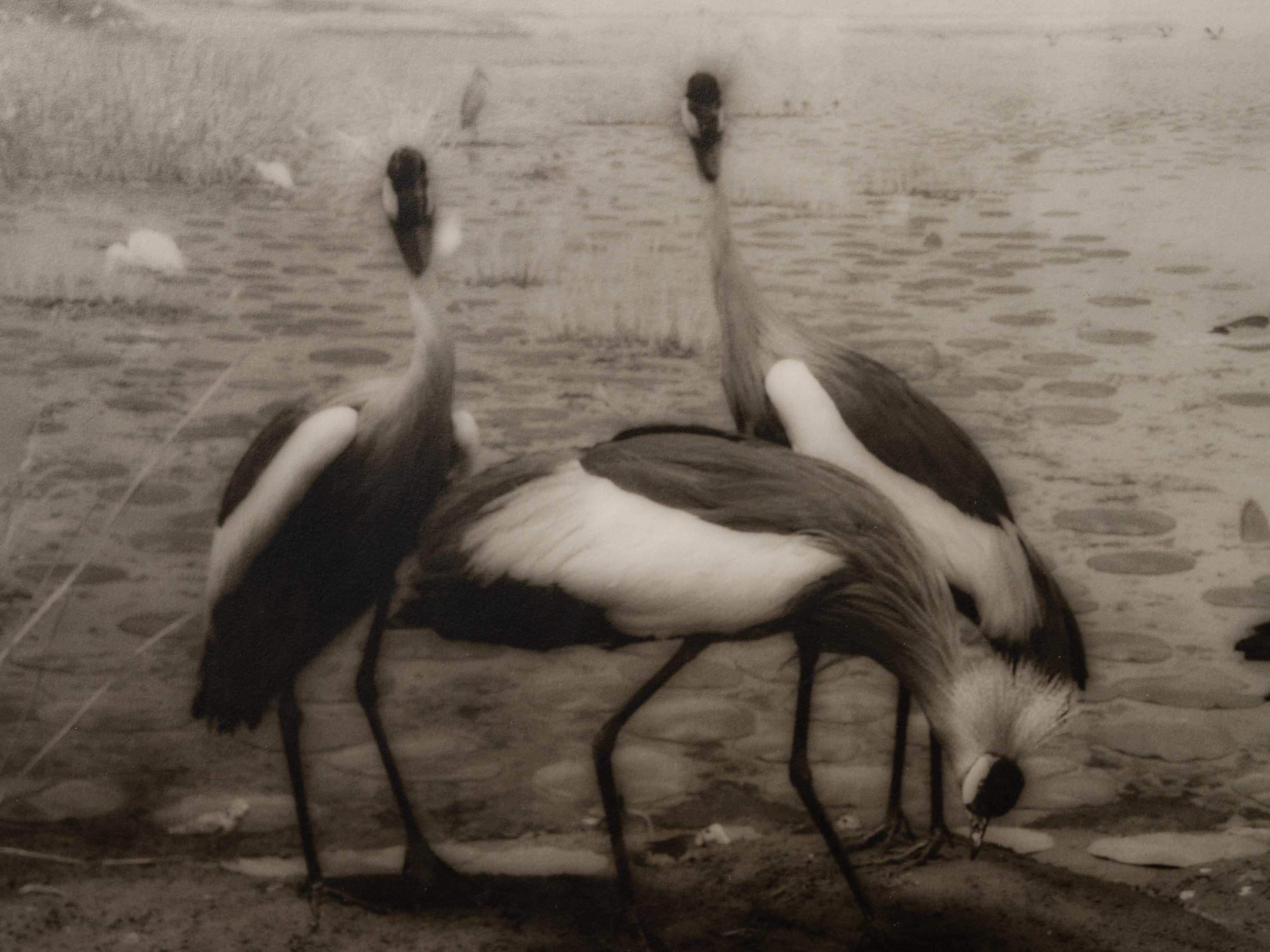 A group of six photographs from the Natural History series