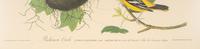 AUDUBON, John James (1784-1851)
