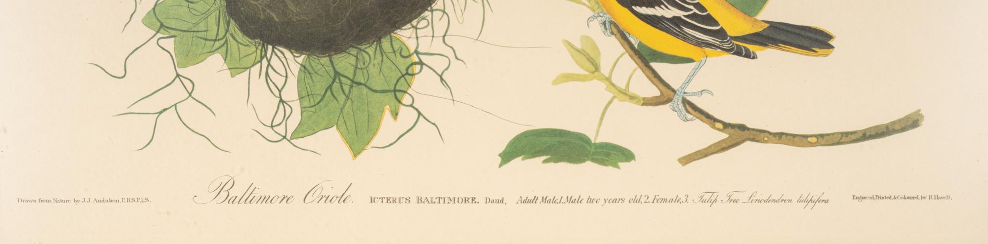 AUDUBON, John James (1784-1851)