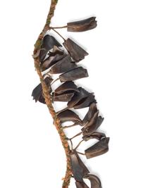 Central Plains Grass Dance Bandolier