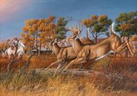 TR At The Elkhorn